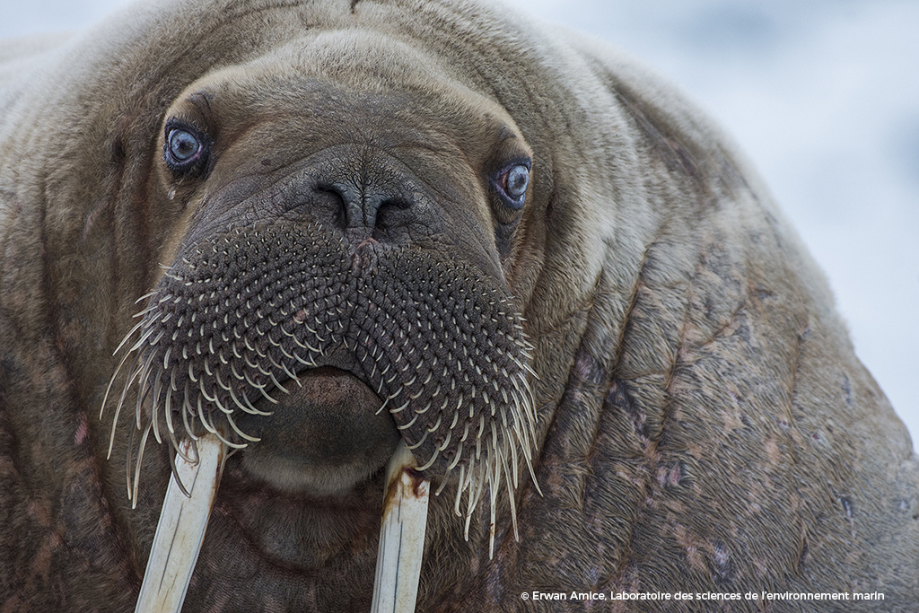 L'une des photographies finalistes du concours La Preuve par l'image