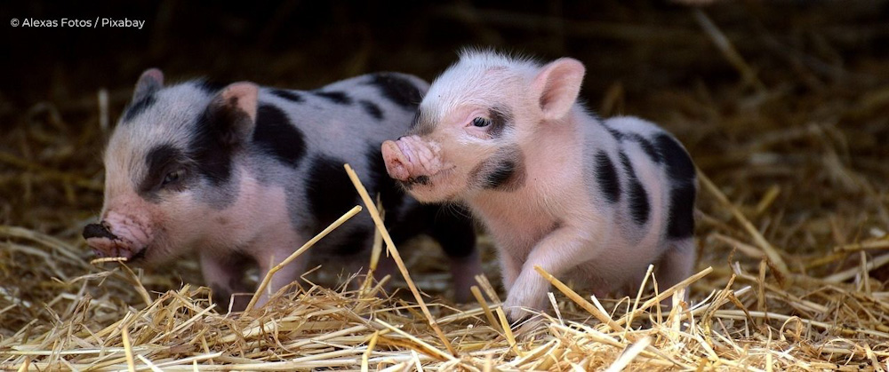 Regarder des photos d'animaux "mignons" nous déstresse