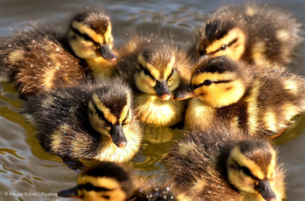 Regarder des photos d'animaux "mignons" nous déstresse