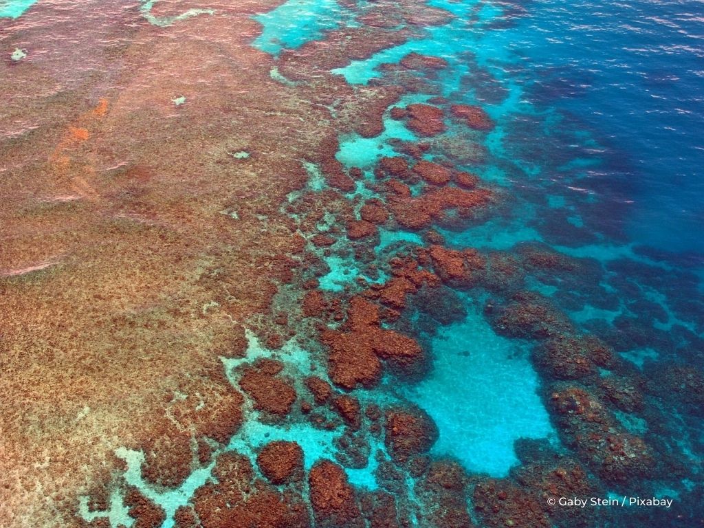 Et si la cryoconservation des gamètes était le meilleur espoir de sauver les récifs coraliens menacés ?
