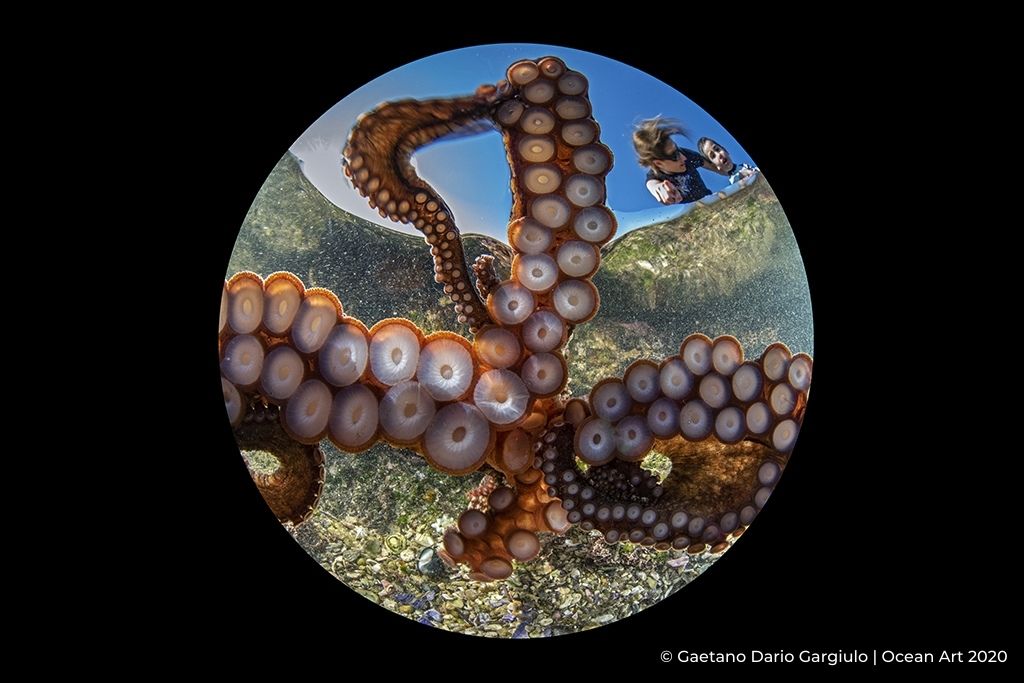 Le 9e Ocean Art Underwater Photo Contest vient de dévoiler ses sublimes lauréats