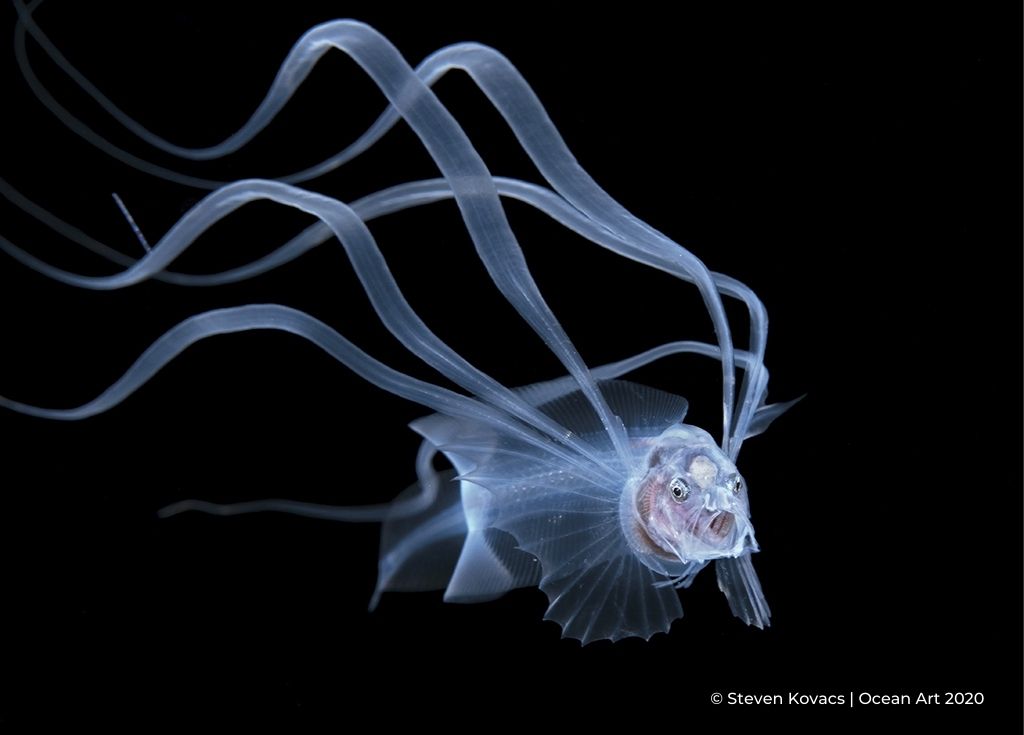 Le 9e Ocean Art Underwater Photo Contest vient de dévoiler ses sublimes lauréats