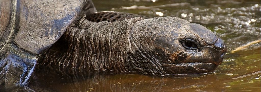 Le comédien Leonardo DiCaprio s'est fait le porte parole d'une organisation qui a levé 43 millions de dollars pour sauver les îles Galápagos