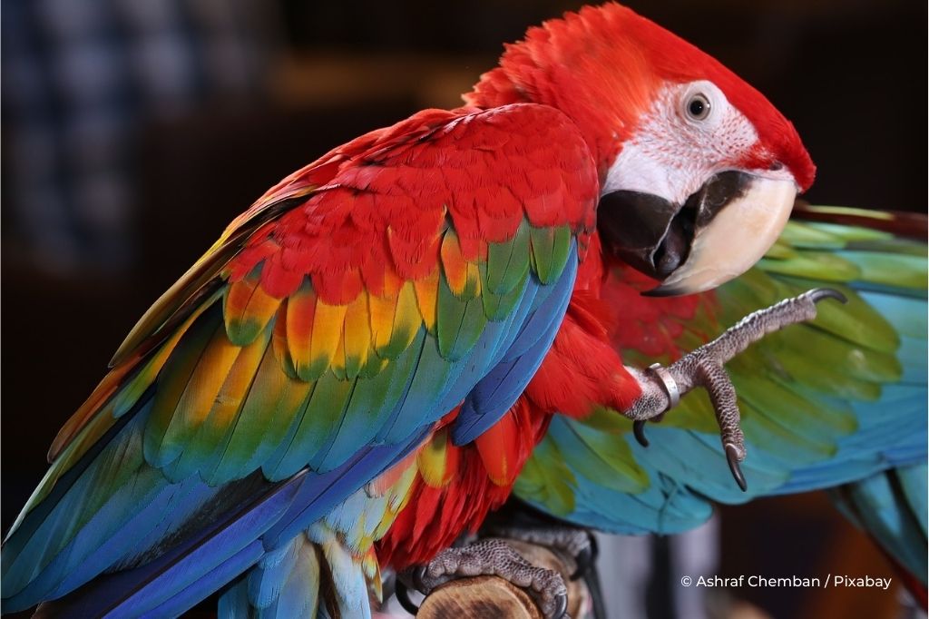 Au Honduras, sauver le Ara rouge, l'oiseau national, est devenu une préoccupation majeure