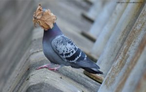 Les Comedy Wildlife Photography Awards vous offre la photographie animalière dans tous ses états... et surtout les plus cocasses et les plus drôles !