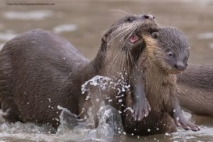 Les Comedy Wildlife Photography Awards vous offre la photographie animalière dans tous ses états... et surtout les plus cocasses et les plus drôles !