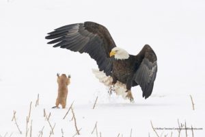 Les Comedy Wildlife Photography Awards vous offre la photographie animalière dans tous ses états... et surtout les plus cocasses et les plus drôles !