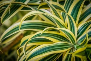 Certaines plantes purifient l'air de votre intérieur. Découvrez-en 3 qui ne peuvent que vous faire du bien !