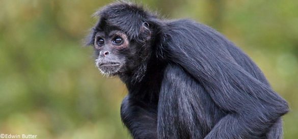 La forêt brumeuse de Los Cedros, au nord est de l'Equateur, officiellement protégée par la Cour Constitutionnelle contre l'exploitation minière galopante