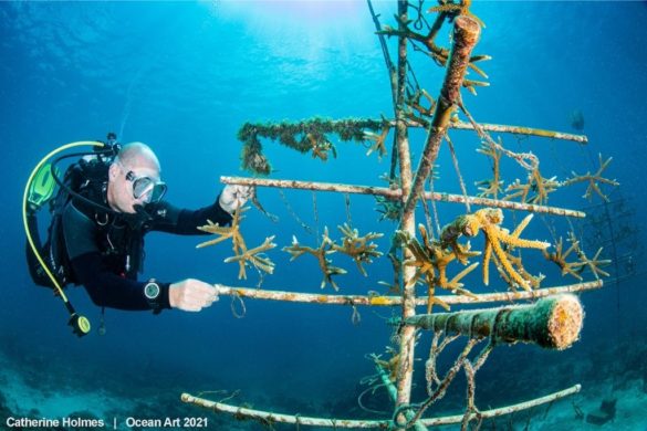 Les lauréats de la 10e édition d'Ocean Art vous dévoilent les fonds sous-marins comme vous ne les avez jamais vus. Magique !
