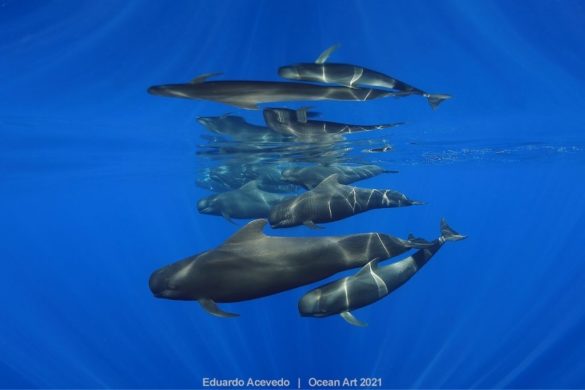 Les lauréats de la 10e édition d'Ocean Art vous dévoilent les fonds sous-marins comme vous ne les avez jamais vus. Magique !