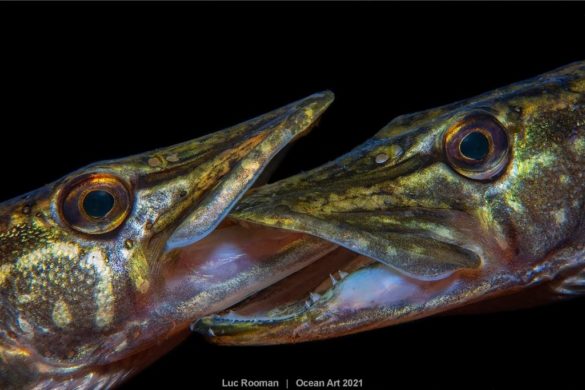 Les lauréats de la 10e édition d'Ocean Art vous dévoilent les fonds sous-marins comme vous ne les avez jamais vus. Magique !