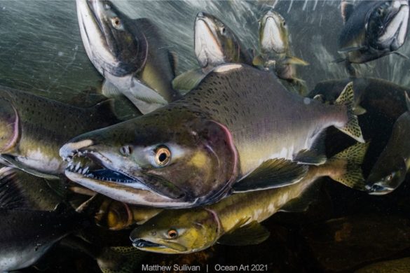 Les lauréats de la 10e édition d'Ocean Art vous dévoilent les fonds sous-marins comme vous ne les avez jamais vus. Magique !