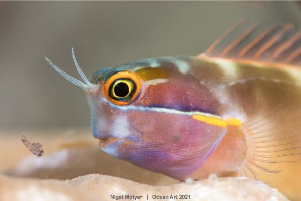 Les lauréats de la 10e édition d'Ocean Art vous dévoilent les fonds sous-marins comme vous ne les avez jamais vus. Magique !