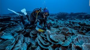 Un immense récif corallien, totalement sain, a été découvert au large de Tahiti, et redonne l'espoir de trouver des solutions pour préserver le massif corallien mondial, en grave danger.