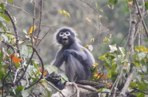 Dans la région du Grand Mékong en Asie, plus de 200 nouvelles espèces ont été découvertes en 2020.