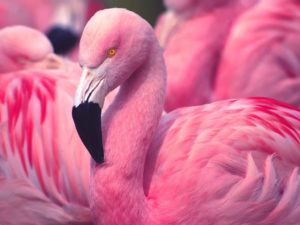 Le magazine Geo a fait une sélection des plus oiseaux du monde, dont les couleurs semblent tout droit sortir de la palette d'un peintre