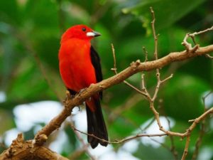 Le magazine Geo a fait une sélection des plus oiseaux du monde, dont les couleurs semblent tout droit sortir de la palette d'un peintre