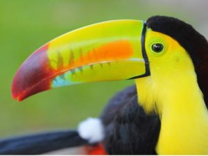 Le magazine Geo a fait une sélection des plus oiseaux du monde, dont les couleurs semblent tout droit sortir de la palette d'un peintre