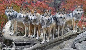 Dans un parc national américain, une meute de loups a été photographiée dans une position parfaite par une caméra de surveillance. Un cliché parfait, insolite et rare !